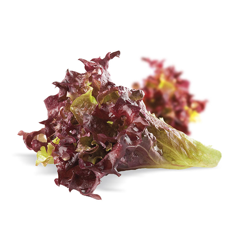 Brote-de-lollo-rojo-Ingrediente-Productos-1