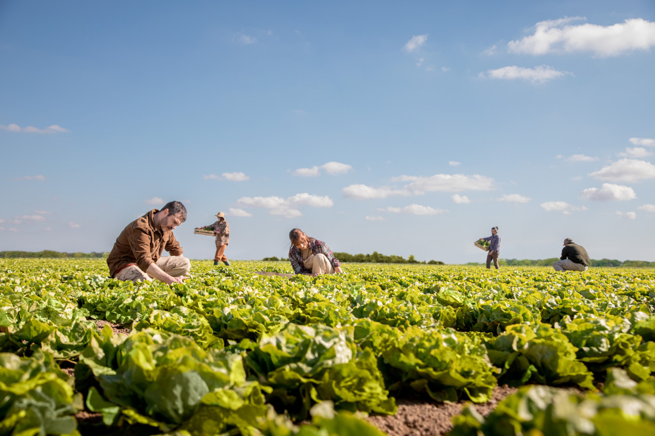 cultivo de lechuga