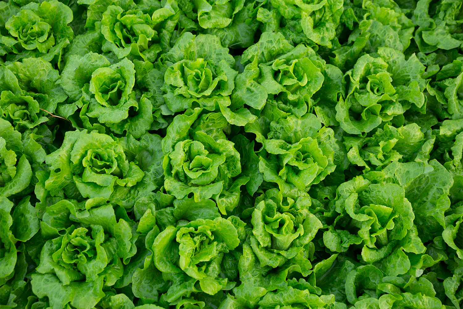lechuga